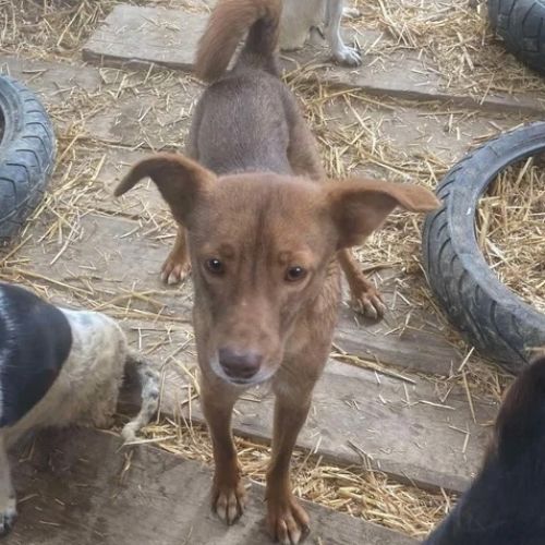 #BE2412658 - Chien à adopter #BE2412658 - Chien à adopter