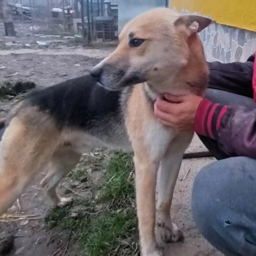 #BE2412660 - Chien à adopter #BE2412660 - Chien à adopter