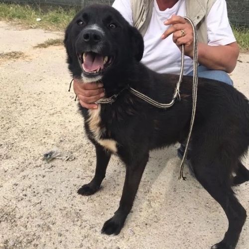 #BE2412661 - Chien à adopter #BE2412661 - Chien à adopter