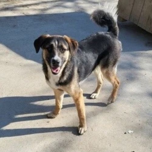 #BE2412662 - Chien à adopter #BE2412662 - Chien à adopter