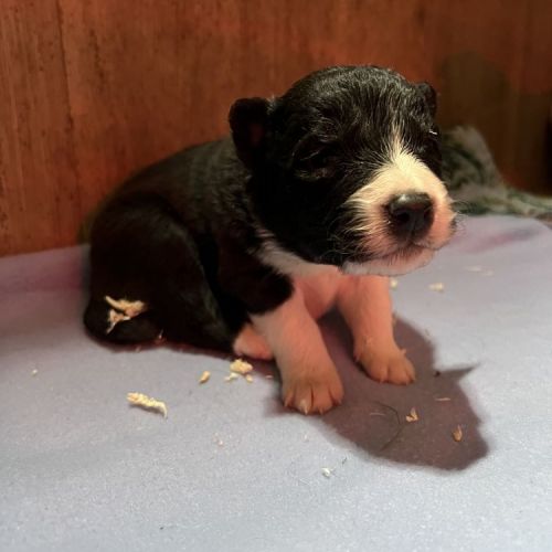 Chiots Border Collie Chiots Border Collie