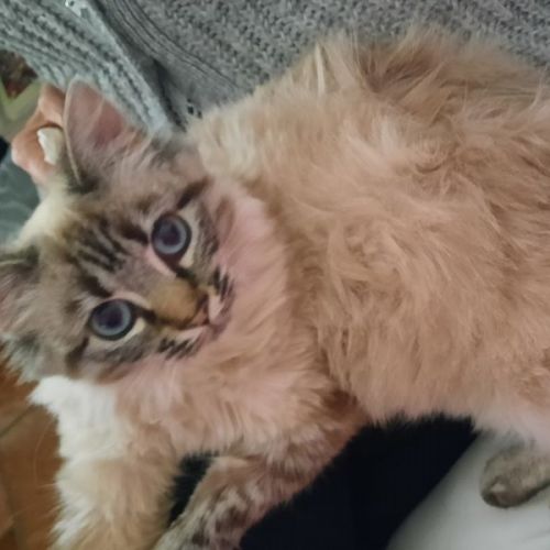 #BE2412664 - Chat perdu