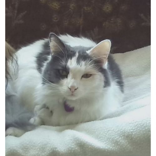 #BE2412670 - Chat perdu #BE2412670 - Chat perdu