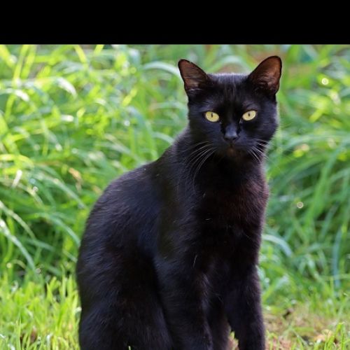 #BE2412676 - Chat perdu #BE2412676 - Chat perdu