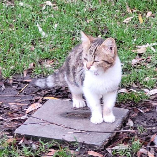 #BE2412679 - Chat perdu #BE2412679 - Chat perdu