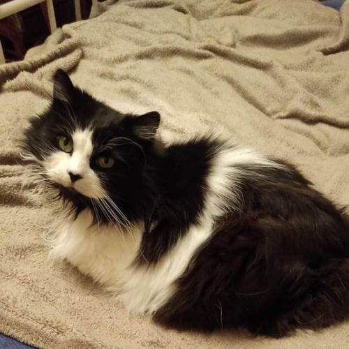 #BE2412680 - Chat perdu