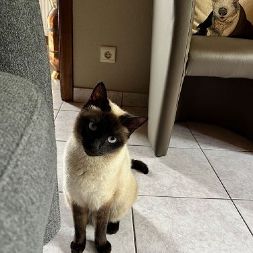 #BE2412683 - Chat perdu