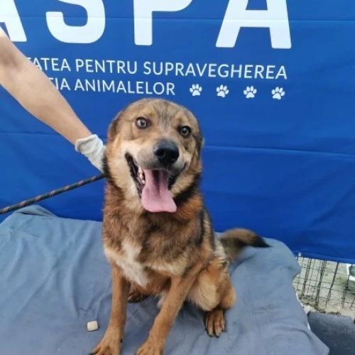 #BE2412686 - Chien à adopter #BE2412686 - Chien à adopter