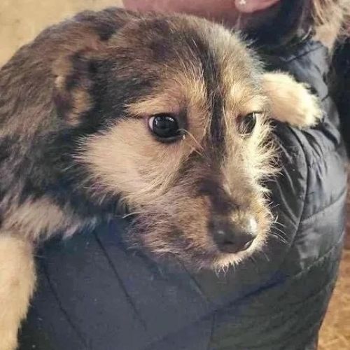 #BE2412688 - Chien à adopter #BE2412688 - Chien à adopter