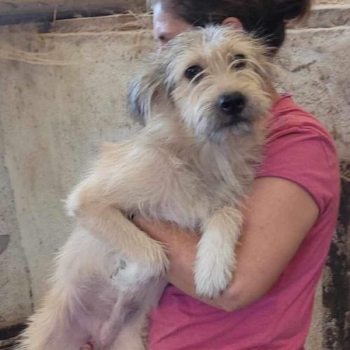 #BE2412689 - Chien à adopter #BE2412689 - Chien à adopter