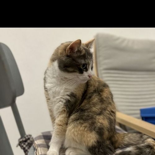 #BE2412690 - Chat perdu #BE2412690 - Chat perdu