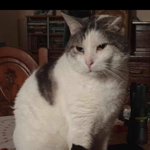 #BE2412691 - Chat perdu #BE2412691 - Chat perdu