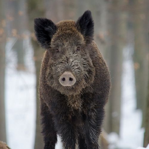 Que faire afin d'être indemnisé suite à un accident de la route avec un animal sauvage ? Que faire afin d'être indemnisé suite à un accident de la route avec un animal sauvage ?