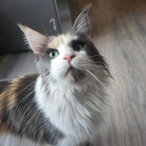 #BE2412691 - Chat perdu #BE2412691 - Chat perdu