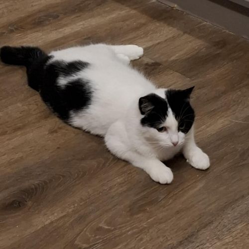 #BE2412697 - Chat à adopter #BE2412697 - Chat à adopter