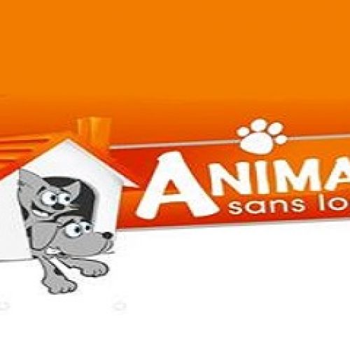 Animal Sans Logis Chats Animal Sans Logis Chats
