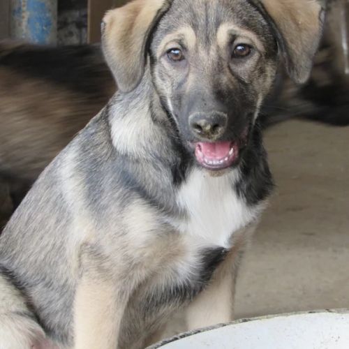 #BE2412700 - Chien à adopter #BE2412700 - Chien à adopter