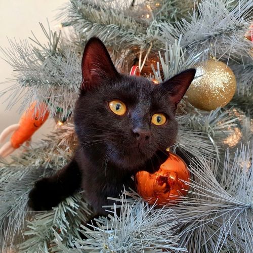 Comment protéger votre sapin de Noël des assauts de votre chat ? Comment protéger votre sapin de Noël des assauts de votre chat ?