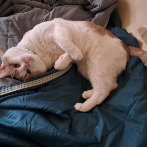 #BE2412703 - Chat à adopter #BE2412703 - Chat à adopter