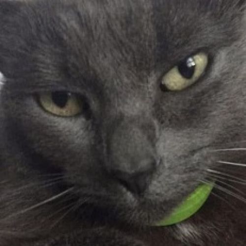 #BE2412704 - Chat perdu #BE2412704 - Chat perdu