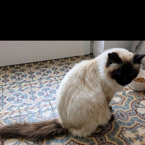 #BE2412715 - Chat perdu #BE2412715 - Chat perdu