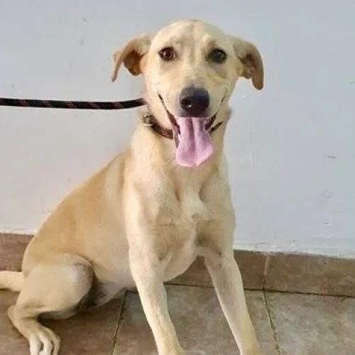 #BE2412716 - Chien à adopter #BE2412716 - Chien à adopter
