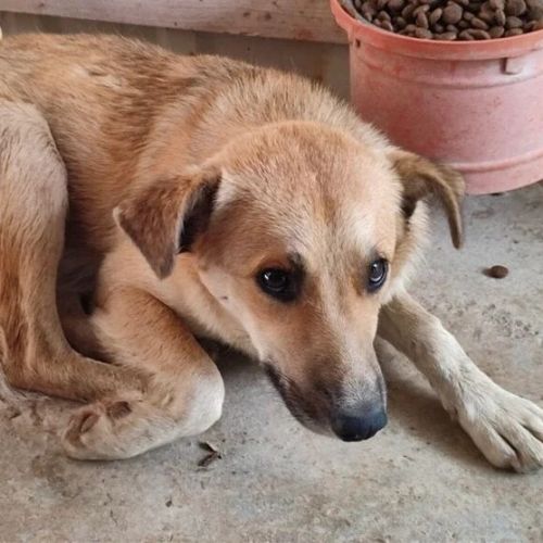 #BE2412717 - Chien à adopter #BE2412717 - Chien à adopter