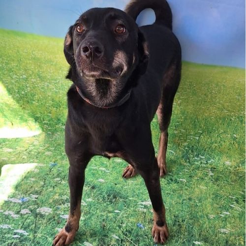 #BE2412718 - Chien à adopter #BE2412718 - Chien à adopter