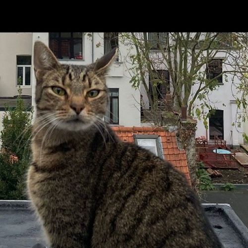 #BE2412728 - Chat perdu #BE2412728 - Chat perdu