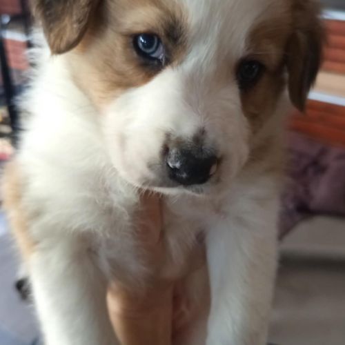 #BE2412729 - Chien à vendre #BE2412729 - Chien à vendre
