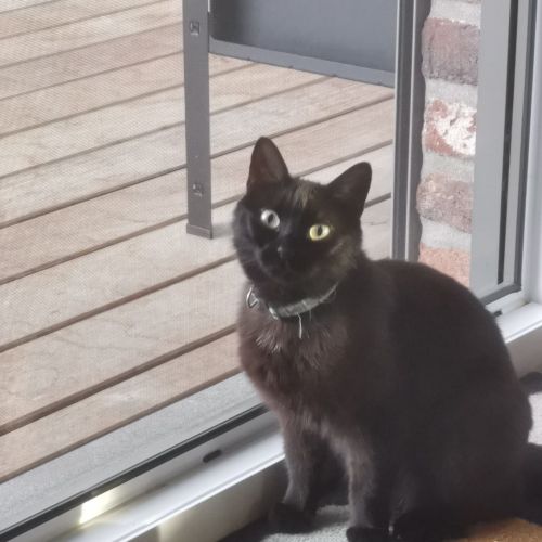#BE2412732 - Chat perdu #BE2412732 - Chat perdu