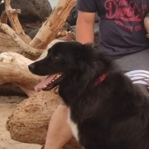 #BE2412738 - Chien perdu #BE2412738 - Chien perdu