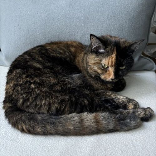 #BE2412739 - Chat perdu #BE2412739 - Chat perdu