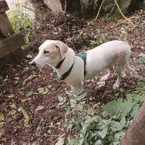 #BE2412747 - Chien à adopter #BE2412747 - Chien à adopter