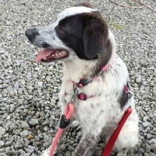 #BE2412748 - Chien à adopter #BE2412748 - Chien à adopter