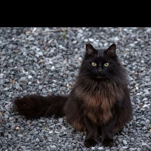 #BE2412749 - Chat perdu #BE2412749 - Chat perdu