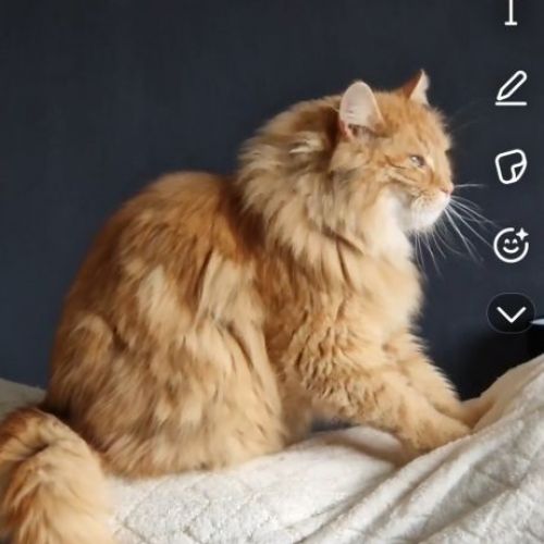 #BE2412752 - Chat perdu #BE2412752 - Chat perdu