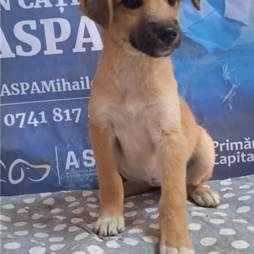 #BE2412758 - Chien à adopter #BE2412758 - Chien à adopter