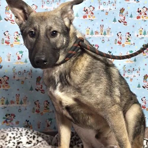 #BE2412760 - Chien à adopter #BE2412760 - Chien à adopter
