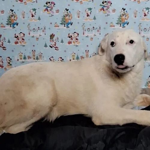 #BE2412762 - Chien à adopter #BE2412762 - Chien à adopter