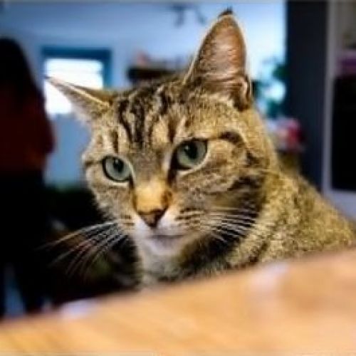 #BE2412764 - Chat perdu