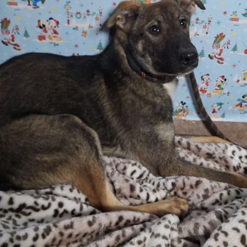 #BE2412763 - Chien à adopter #BE2412763 - Chien à adopter