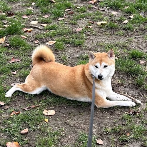 #BE2412775 - Chien perdu