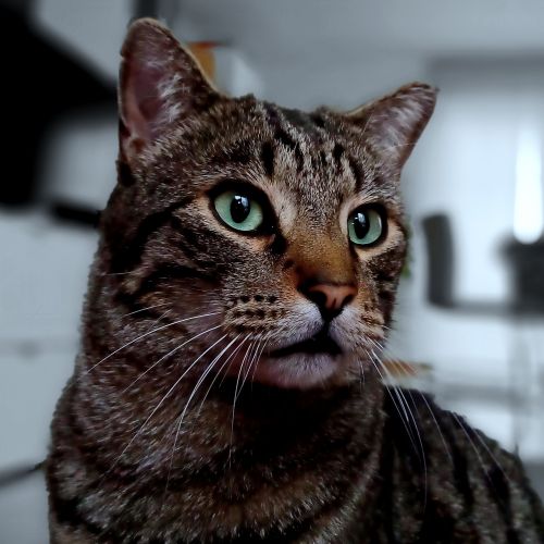 #BE2412780 - Chat perdu #BE2412780 - Chat perdu