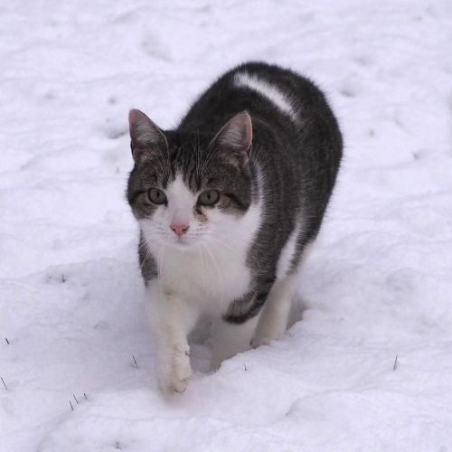 #BE2412788 - Chat perdu #BE2412788 - Chat perdu