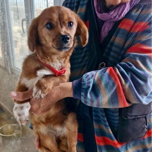 #BE2412791 - Chien à adopter #BE2412791 - Chien à adopter