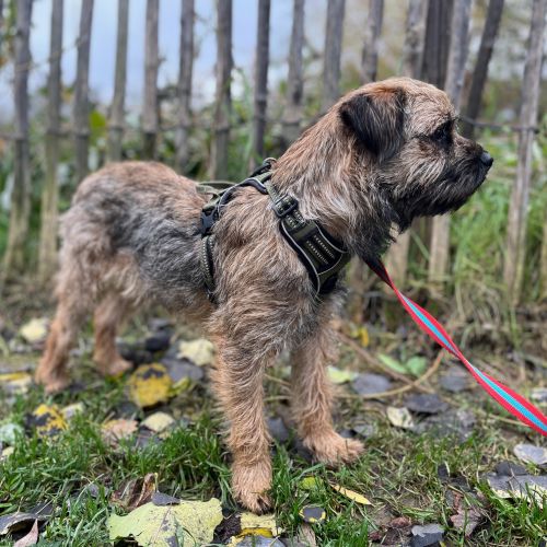 #BE2412799 - Chien perdu #BE2412799 - Chien perdu