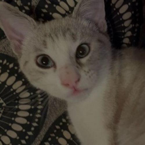 #BE2412800 - Chat perdu #BE2412800 - Chat perdu