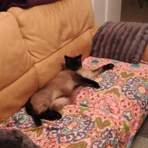 #BE2412801 - Chat perdu