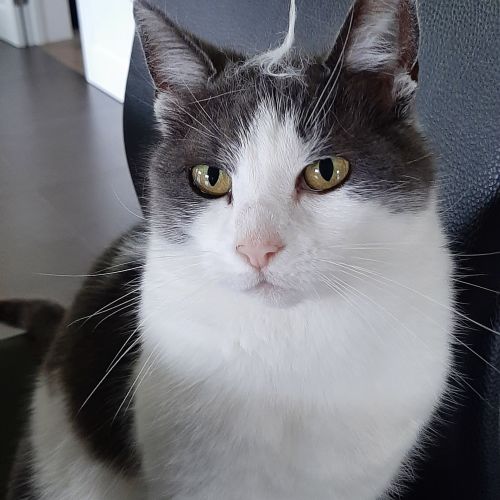 #BE2412802 - Chat perdu #BE2412802 - Chat perdu
